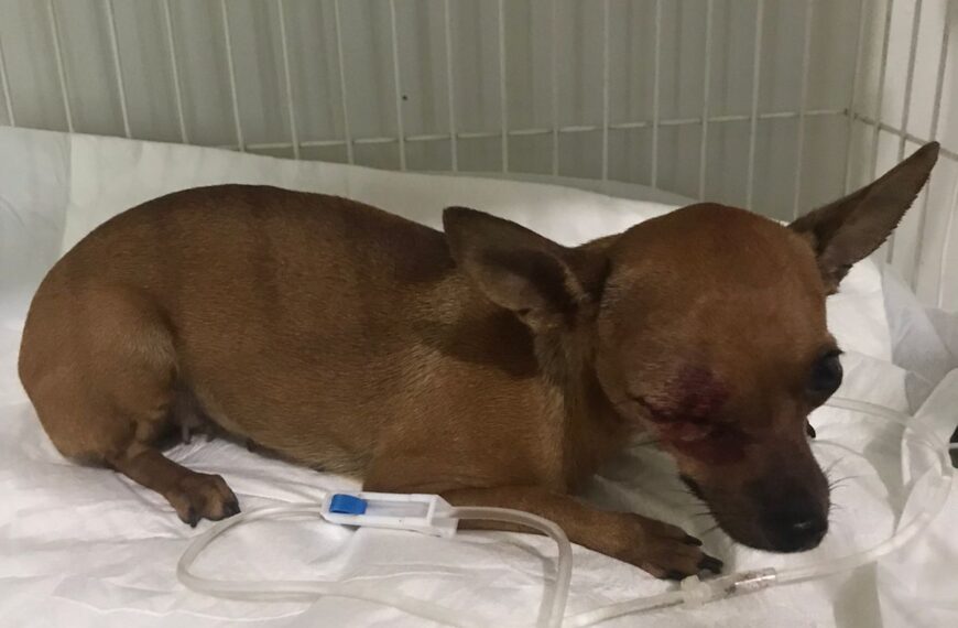 Polícia prende suspeito de agredir cadela prenhe com taco de beisebol, em Rio Verde 