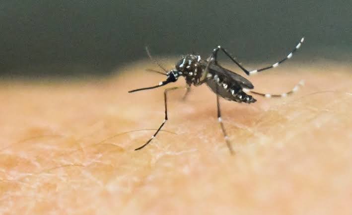 Dengue: Goiás decreta estado de emergência por avanço da doença; bebê de cinco meses foi…