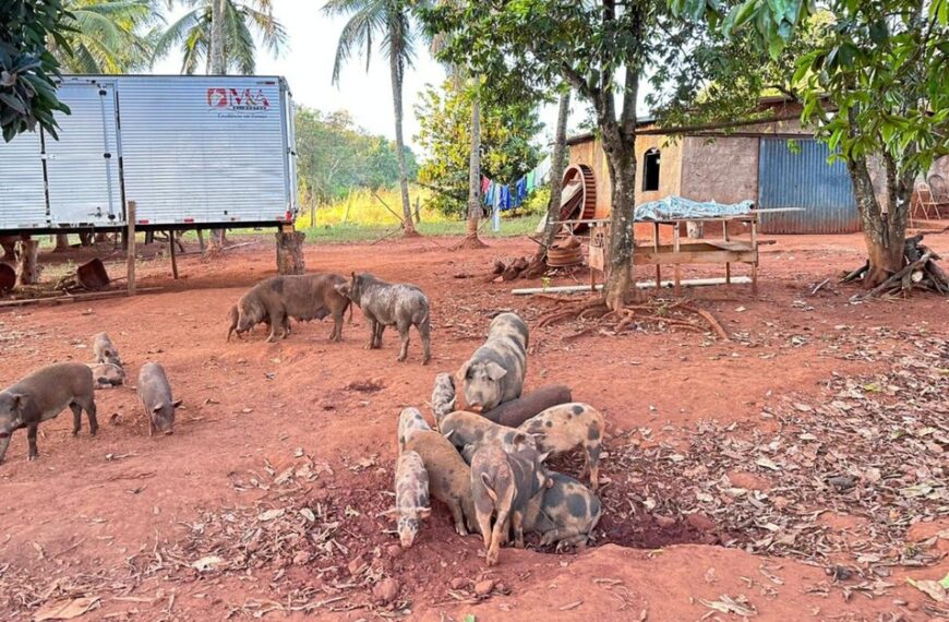 Caseiro é encontrado morto e tem corpo devorado por porcos, em Rio Verde