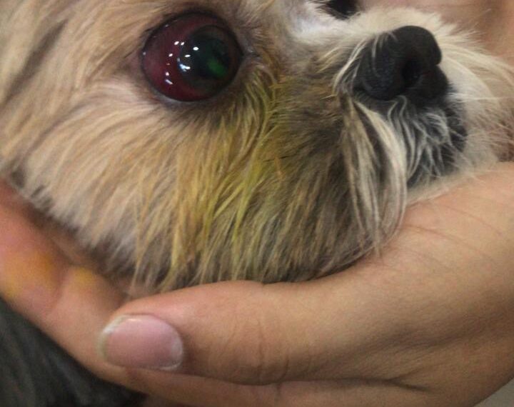 Cadela é agredida por funcionário durante banho e tosa em petshop 