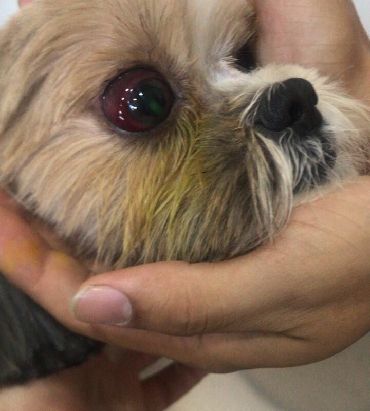 Cadela é agredida por funcionário durante banho e tosa em petshop 